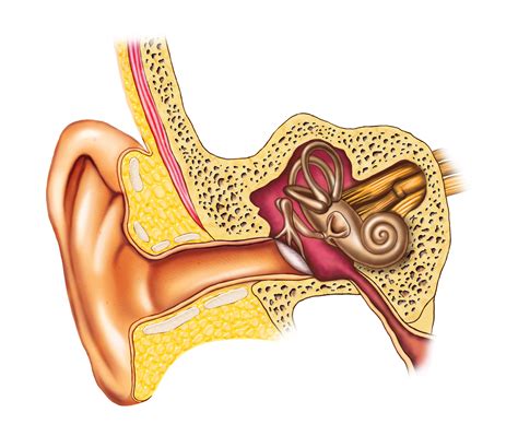 Picture of the structures of the outer, middle, and inner ear. The Auditory System - SPD Australia