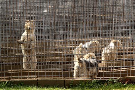 Usda Removes Animal Welfare Records From Its Website Nation And World