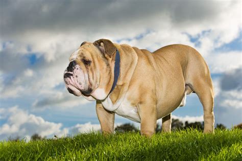 It usually occurs on the head, neck, and legs. Bulldog health problems | Pets4Homes