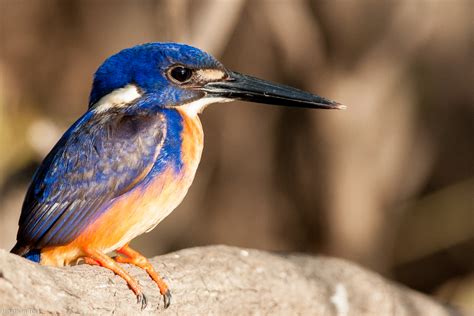 Photo Of The Week June 5 Azure Kingfisher In Kakadu Np Nt Nature