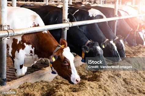 Sapi Holstein Friesian Di Peternakan Sapi Perah Foto Stok Unduh