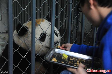 Returned Panda Adapts To New Environment Cn