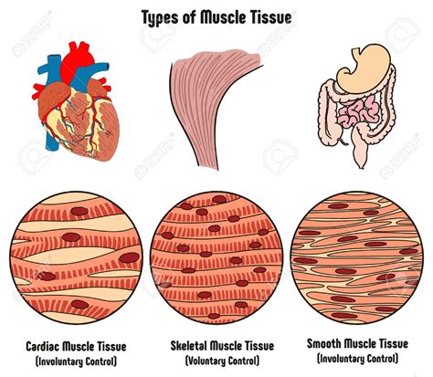 Histoembriolog A Tejido Muscular