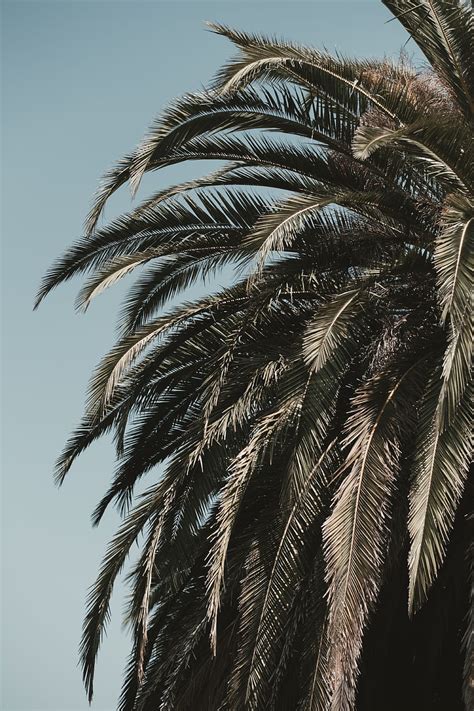 Nature Sky Leaves Wood Tree Palm Branches Vegetation Tropics Hd