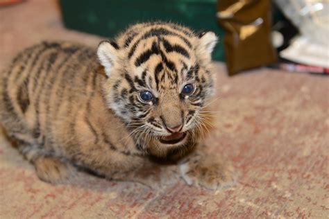 Sumatran Tiger Cubs At The Smithsonians National Zoo Rece Flickr