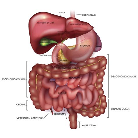 gastrointestinal digestive tract anatomy diagram illustrations sexiz pix