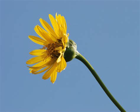 A Yellow Wildflower Photograph By Janice Adomeit Fine Art America