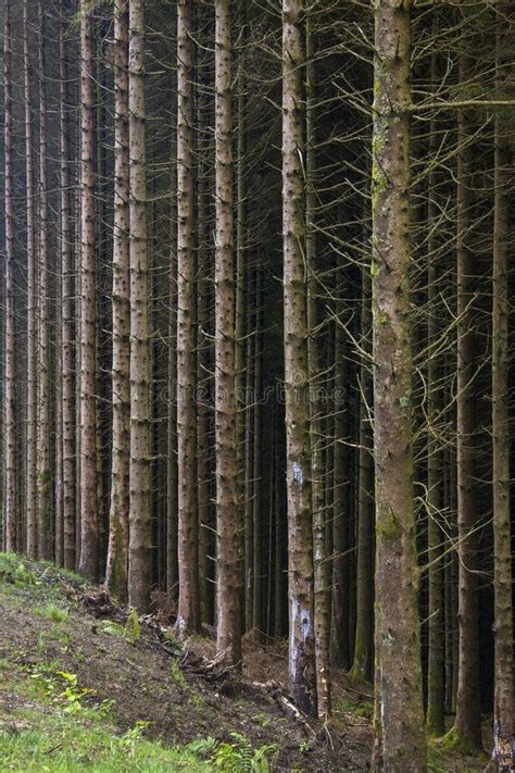 Forest Of Pine Trees Scotland Stock Photo Image Of Scottish