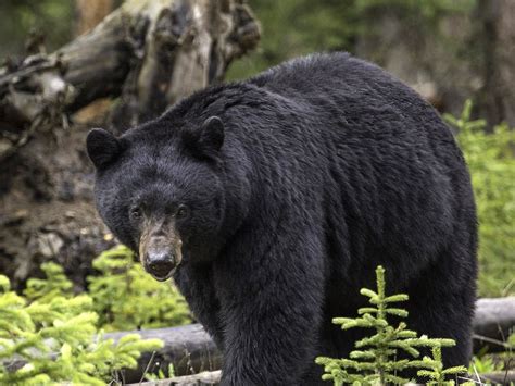 Black Bear Sighting Spike In North Carolina Wwaytv3