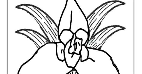 Sep 12, 2015 · la monja blanca soberana orquídea flor nacional de guatemala forma parte de 35 mil especies y se ubica en los bosques de alta y baja verapaz. Colorear dibujo Monja Blanca flor de Guatemala - Colorear ...