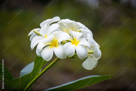 Exotic White Plumeria Flower Known As Kalachuchi In The Philippines