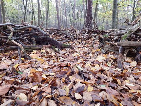 Free Photo Forest Floor Leaves Undergrowth November Mood Autumn