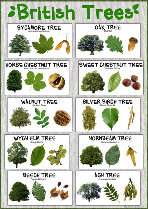 British Trees Laminated Nature Poster Size A2 594 Cm X