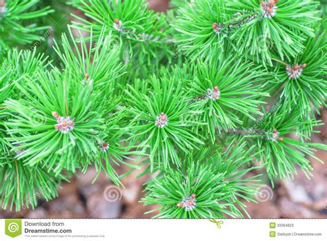 Blue Spruce Pine Fir Tree Stock Image Image Of