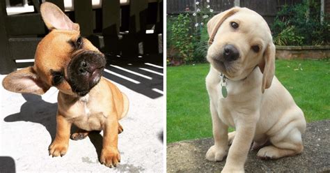 20 Dogs With Adorable Head Tilting Skills