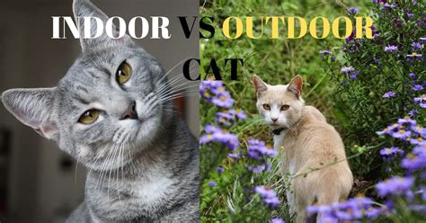 On the other hand, allowing your cat to go outside your house can expose it to accidents and severe illnesses. Indoor Vs Outdoor Cats (pros and cons) - I Love Veterinary