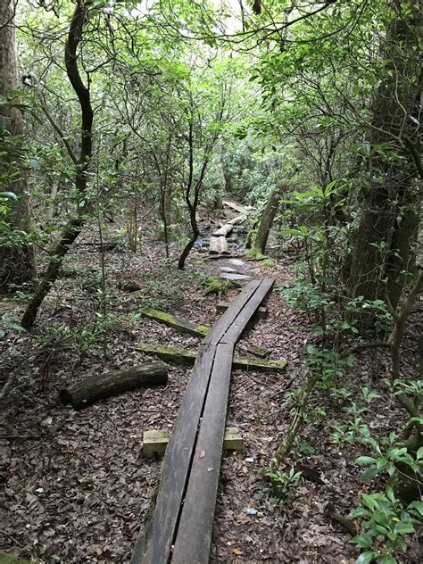 Best Trails In Amicalola Falls State Park Georgia Alltrails