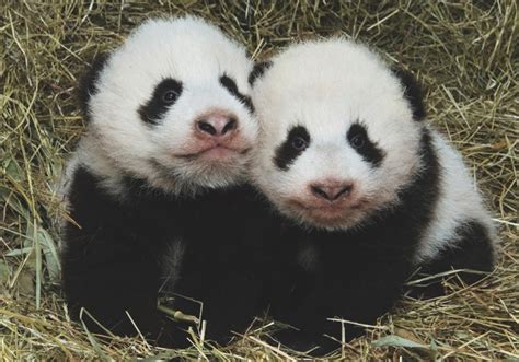 Macau Daily Times 澳門每日時報public To Vote On Names For Atlanta Zoos Twin