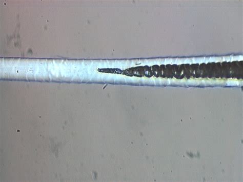 The ear mites can be seen in the ear with an otoscope. Hair Experts: Hair underneath Microscope