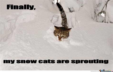 Finally My Snow Cats Are Sprouting By Serkan Meme Center