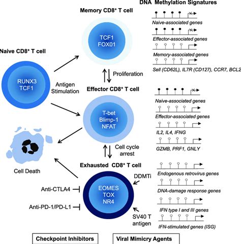 Genetic And Epigenetic Regulators Of Cd8 T Cell Activation And