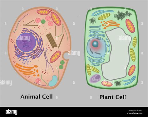 An Illustration Comparing An Animal Cell And Plant Cell Stock Photo Alamy