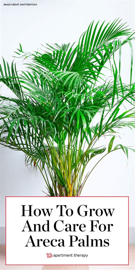 Areca Palms Are The Toxin Filtering Tropical Houseplants Your Home