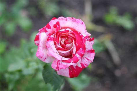Pink Candy Rose Photograph By Liga Dzene Fine Art America