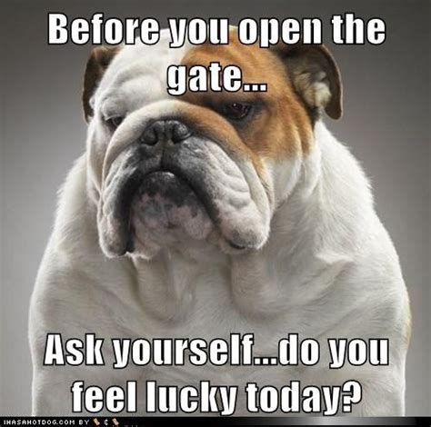 14 Best English Bulldog Memes Of All Time