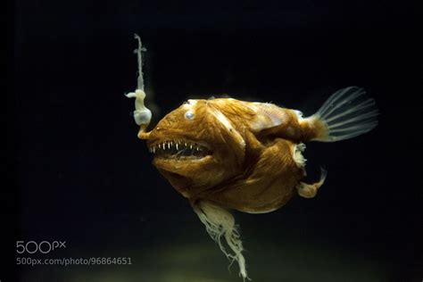 Deep Sea Anglerfish The Little Lantern On Their Head Is Used As A