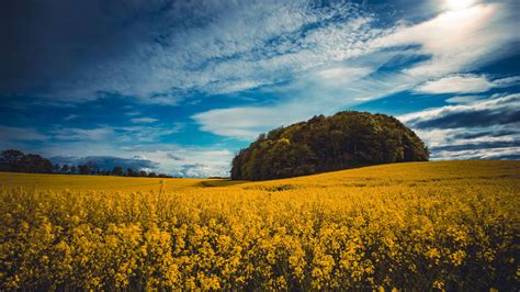 Rapeseed Yellow Flowers Field In Green Trees Background Under White