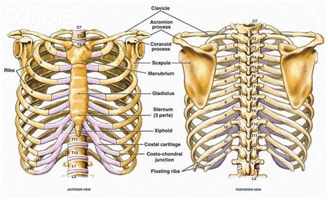 Front And Back Diagrams Bones Of The Human Thorax Anatomy Bones