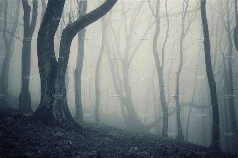 Haunted Forest With Fog On Halloween Haunted Forest Scary