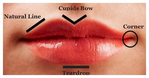 ideal lip shape