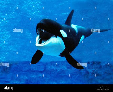 Orca Whale Mouth Hi Res Stock Photography And Images Alamy