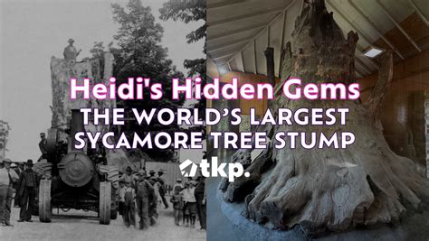 Heidi's Hidden Gems: The Sycamore Stump — The Kokomo Post
