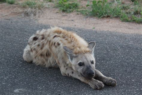 Hyena Kruger National Park South Africa Mike And Lara Wolfe Flickr