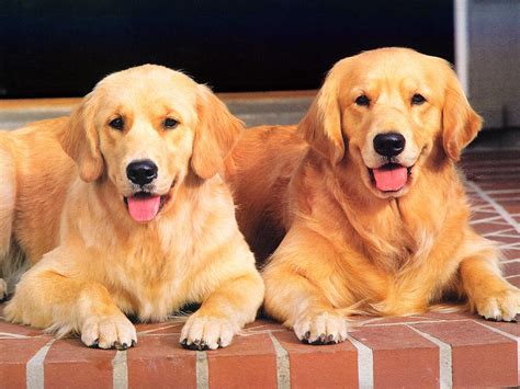 The Golden Retrieverdog Cuteanimalsworld