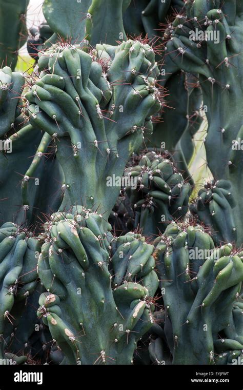 Tropical Plant Cactus Cactaceae Cereus Hildmannianus Monstrose Stock