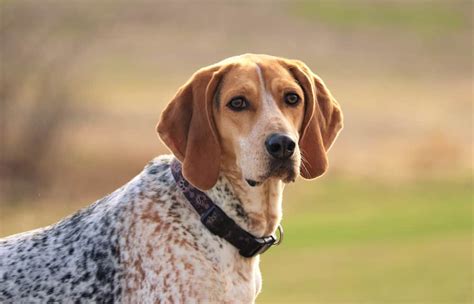 German Shepherd Coonhound Mix The Uncommon Crossbreed