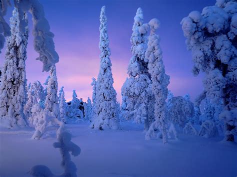 Snow Covered Trees Under Purple Cloudy Skies Hd Wallpaper Wallpaper Flare