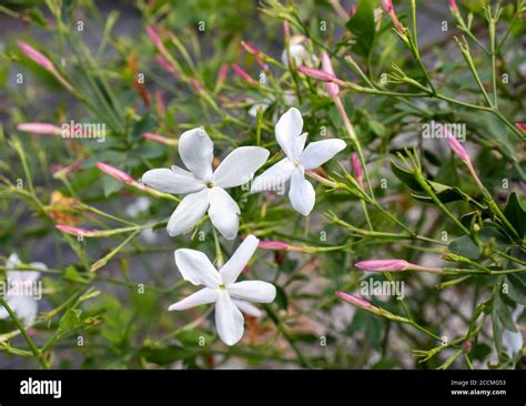 Common Jasmine Plant With Flowers And Buds Closeup Jasminum Officinale