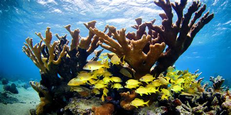 Rick Scott Signs Bill Establishing Coral Reef Conservation Area