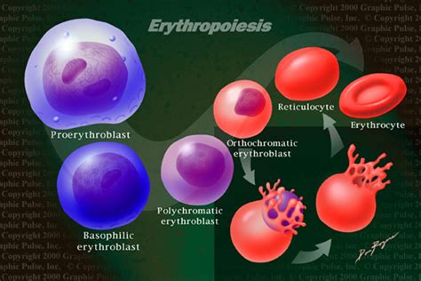 pembentukan sel darah merah  eritrosit kumpulan ilmu akutansi