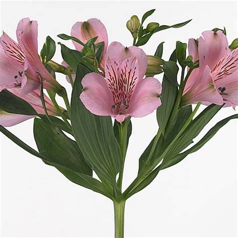 (sorry for the poor sound). ALSTROEMERIA PINK FLOYD 75cm 60gm | Wholesale Dutch ...