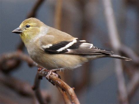 Se Texas Birding And Wildlife Watching More Winter Birds Arrive