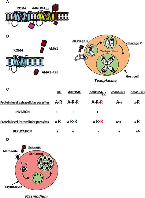 Ama1 And Rom4 Coupled Roles In Invasion And Replication A Scheme