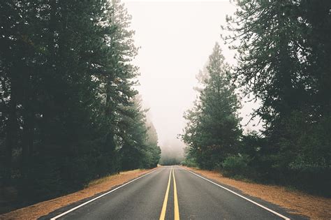 Free Photo Fog Foggy Forest Road Straight Street Nature Hippopx