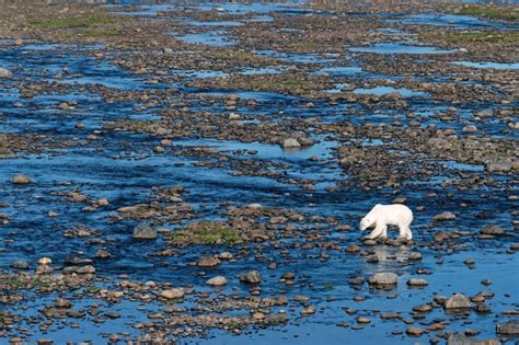 Images Give Glimpse Of How Polar Bears May Exist Without Snow One Day