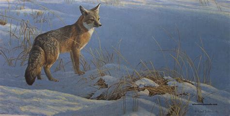 Art Country Canada Robert Bateman Swift Fox Limited Edition Print